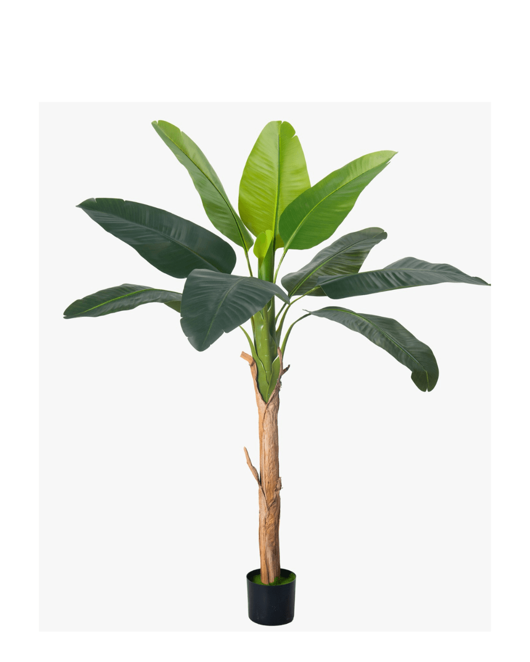 Bimë artificiale banane 170 cm